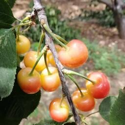 Rainier Cherry Fruit Seeds(🪴Buy 4 Get 1 Free🌿Can be planted in winter)