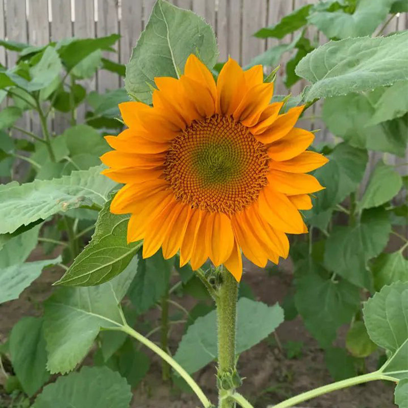 30 Stück Pro Gold Lite Sonnenblumenkerne