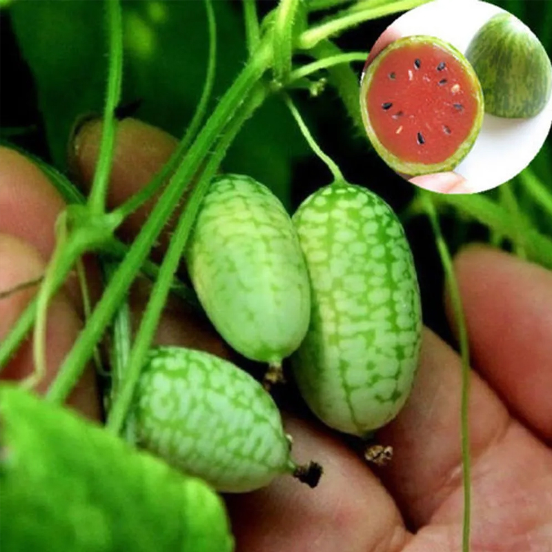 🌟Neue Produkte der Saison🔥Daumen Wassermelone Samen🌱Seltene Wassermelone