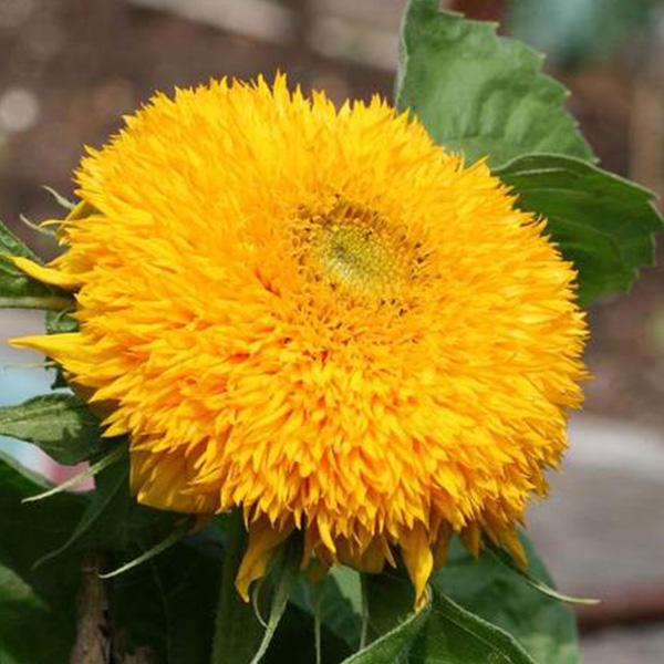 50 Samen Teddybär Sonnenblume