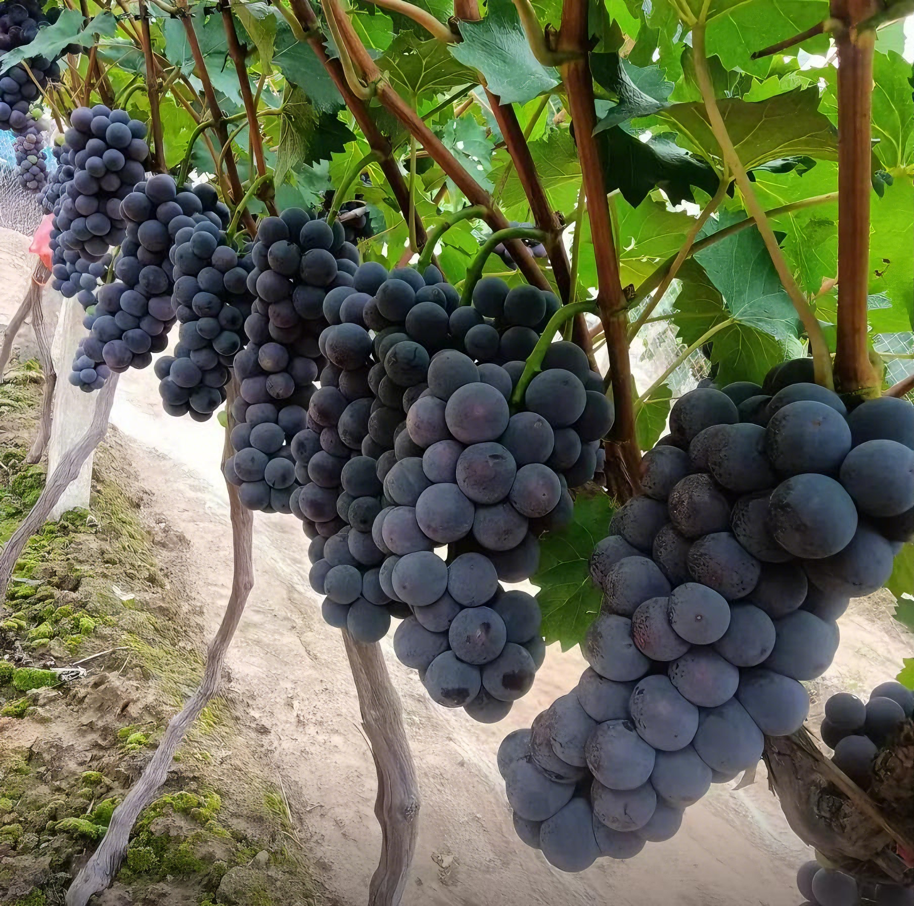 🍇 Kyoho Riesentraube – Die Süßeste & Ertragreichste Traube für Ihren Garten