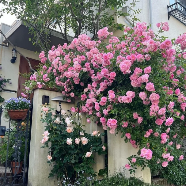 🌹Climbing Rose—Year-Round Blooming