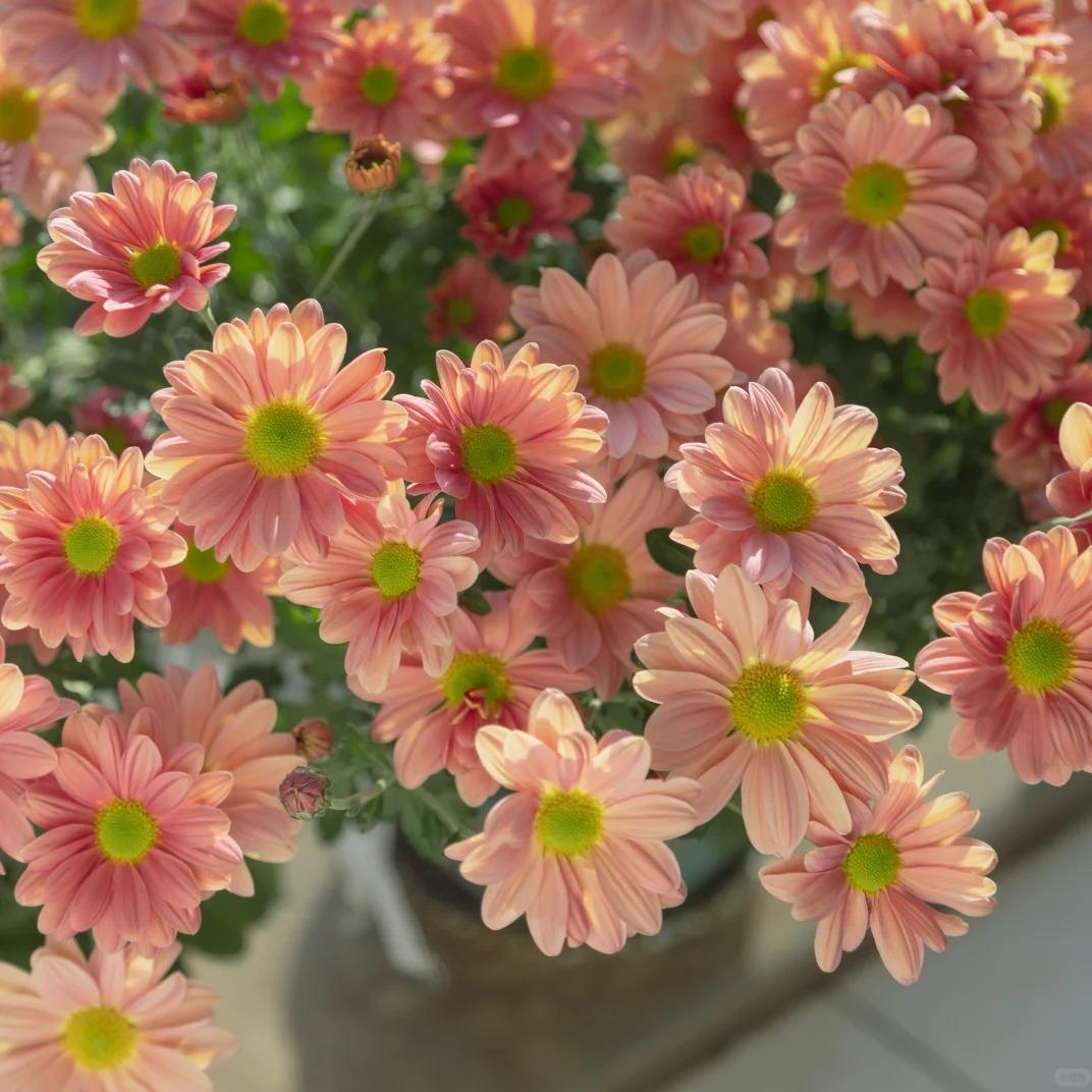 🌼Dreamy Cosmos-Samen | Schnelles Wachstum, einfacher Anbau zu jeder Jahreszeit