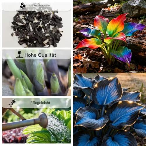 🔥🔥Letzter Tag im Angebot🔥Premium-Funkiensamen (selten)🌿Schattenverträgliche Pflanze