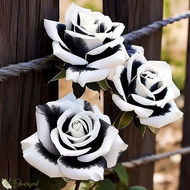 💙BLAUE ZAUBERROSENSAMEN✨