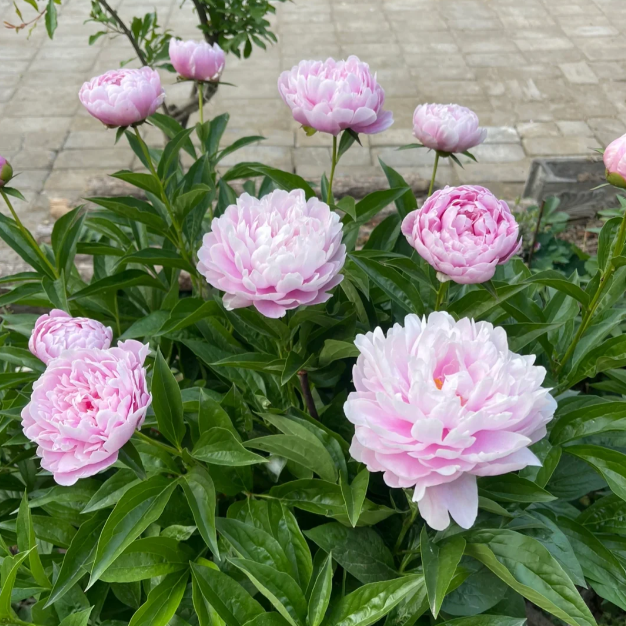 ✨ Pfingstrosensamen mit üppiger Blüte – Kräftige Farben & Hohe Keimfähigkeit!