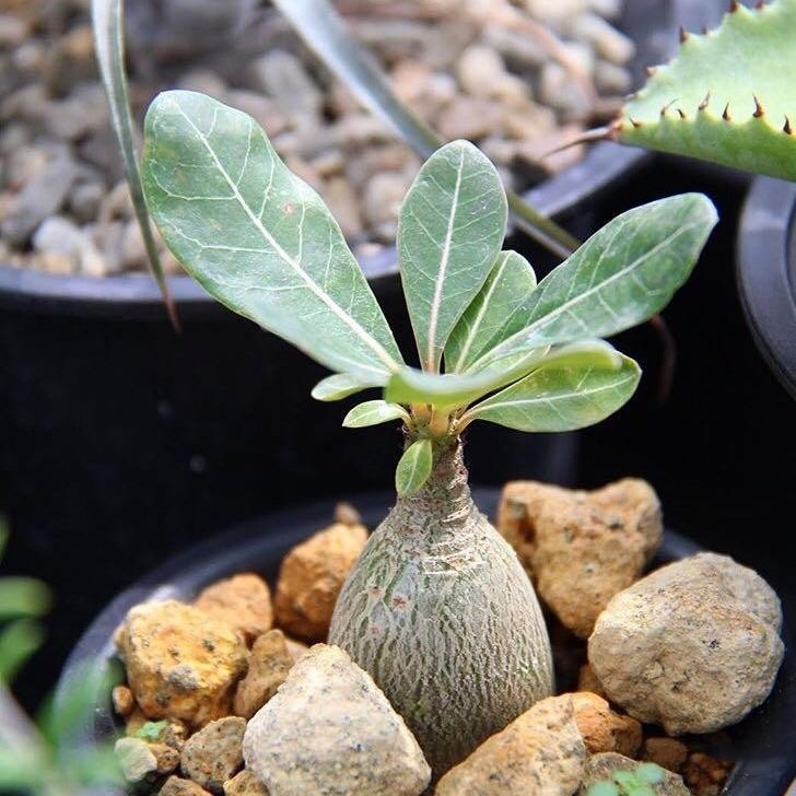 🌵 Wüstenrose – Exotische Blüten, mühelose Schönheit! 🌺✨