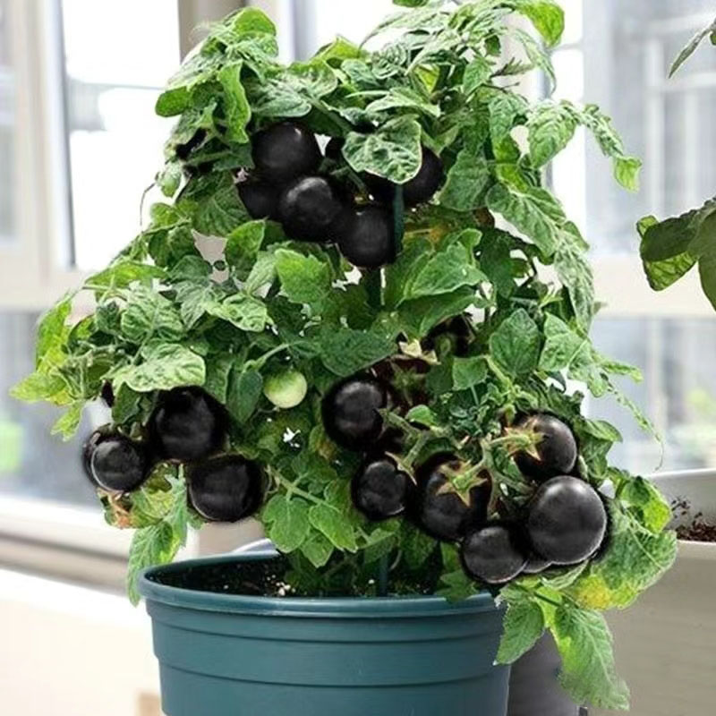 SCHWARZE EDELSTEINTOMATE DER ZUCKERBOMBE