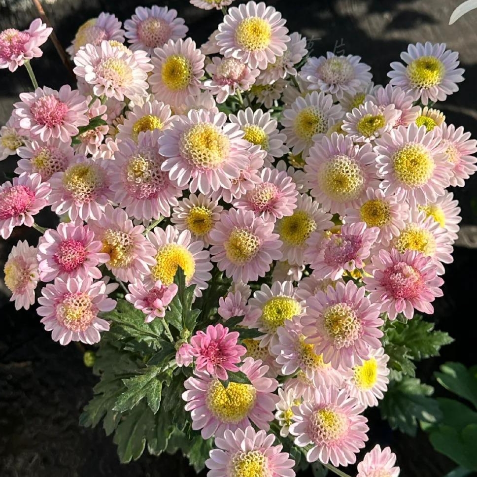 🌼Dreamy Cosmos-Samen | Schnelles Wachstum, einfacher Anbau zu jeder Jahreszeit