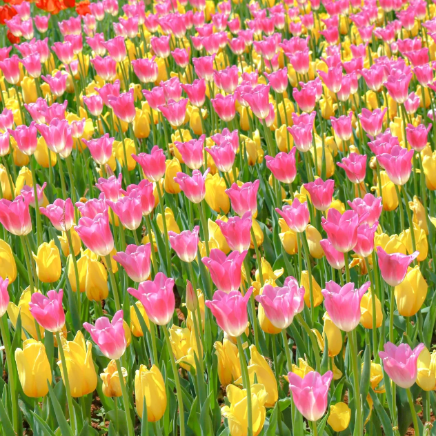 🌷🔥30 % Rabatt am letzten Tag - 🌷Mehrfarbige Tulpenmischung