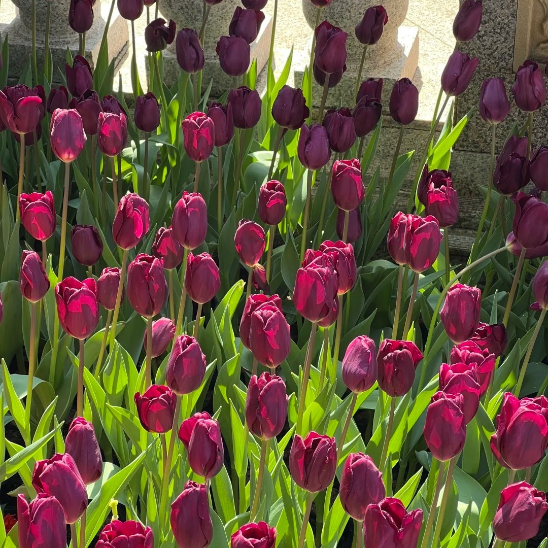 🌷🔥30 % Rabatt am letzten Tag - 🌷Mehrfarbige Tulpenmischung