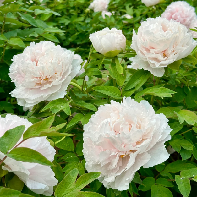 ✨ Pfingstrosensamen mit üppiger Blüte – Kräftige Farben & Hohe Keimfähigkeit!