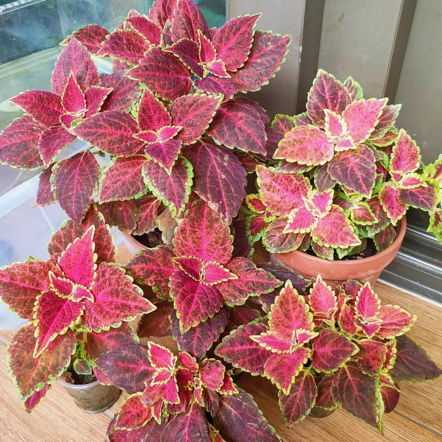 🎁Seltene farbige Buntnessel - 🍃 geeignet für die Pflanzung im Garten und in Innenräumen