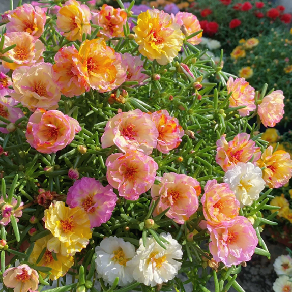 🌹Moosrose – Unsterbliche Blume