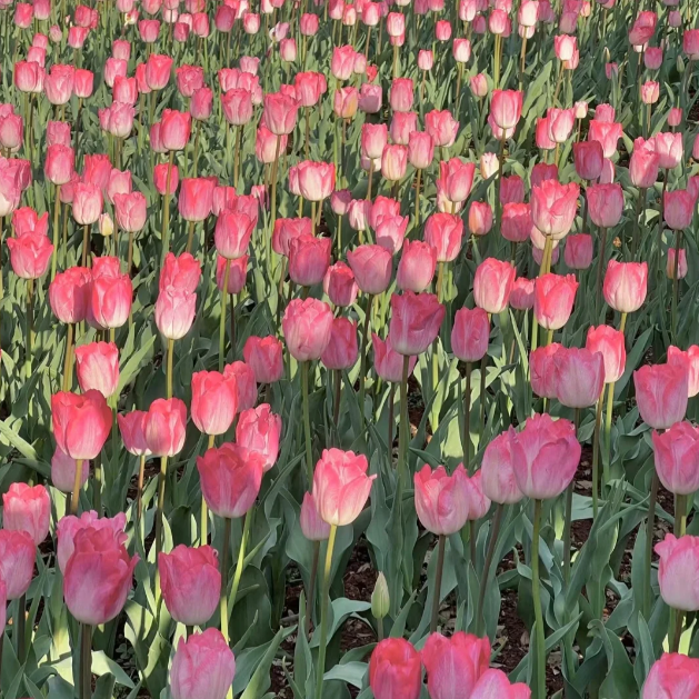 🌷🔥30 % Rabatt am letzten Tag - 🌷Mehrfarbige Tulpenmischung