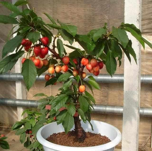 Rainier Cherry Fruit Seeds(🪴Buy 4 Get 1 Free🌿Can be planted in winter)