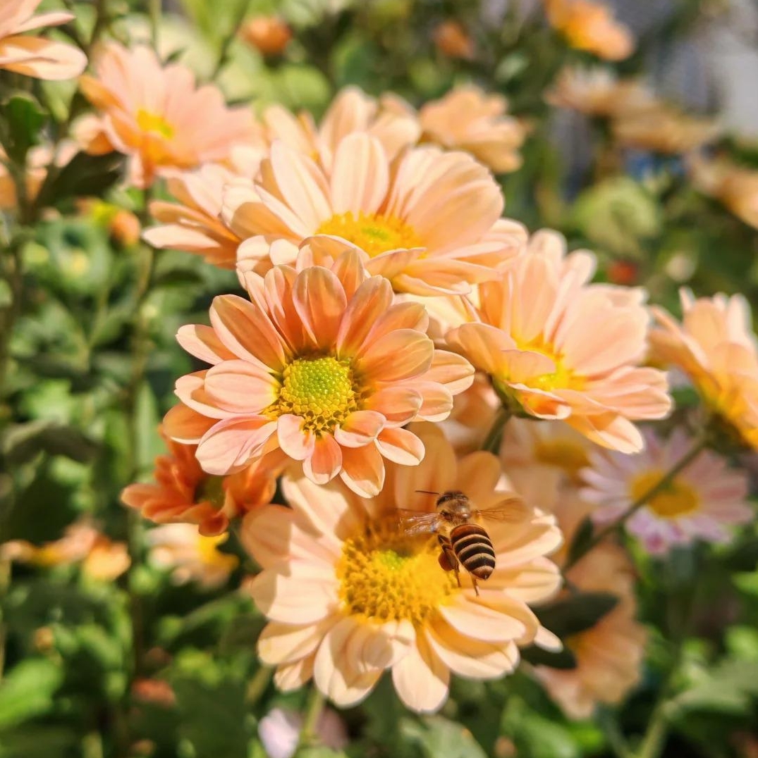 🌼Dreamy Cosmos-Samen | Schnelles Wachstum, einfacher Anbau zu jeder Jahreszeit