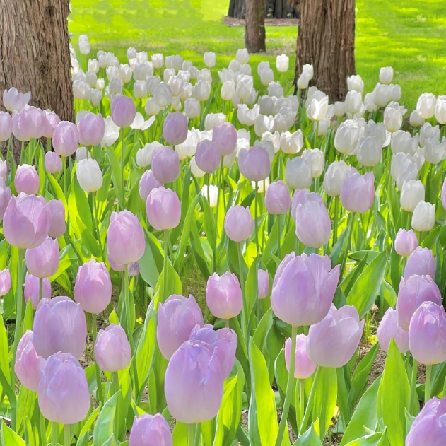 🌷🔥30 % Rabatt am letzten Tag - 🌷Mehrfarbige Tulpenmischung