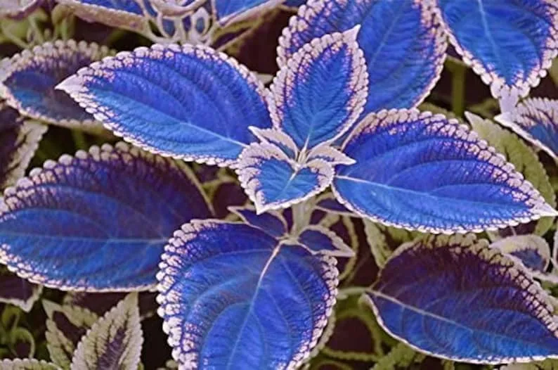 Seltene Coleus Samen