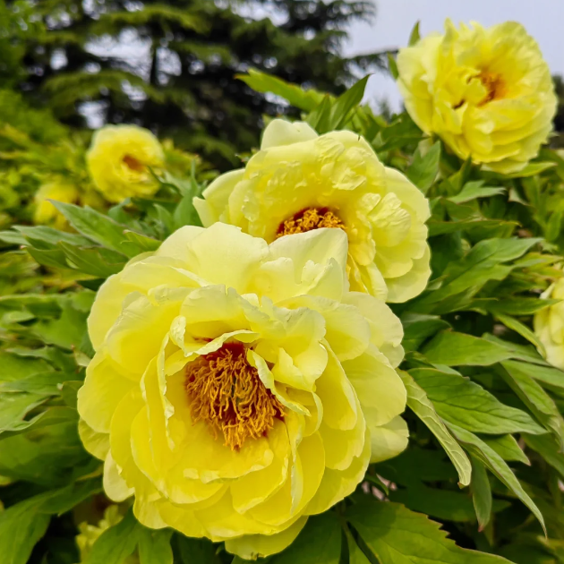 ✨ Pfingstrosensamen mit üppiger Blüte – Kräftige Farben & Hohe Keimfähigkeit!