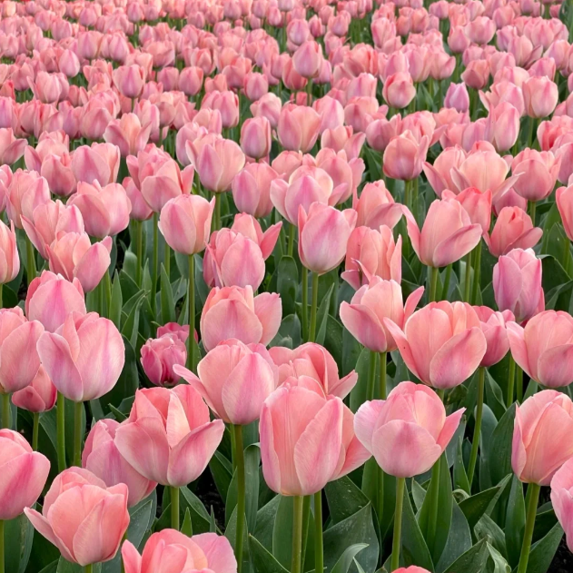 🌷🔥30 % Rabatt am letzten Tag - 🌷Mehrfarbige Tulpenmischung