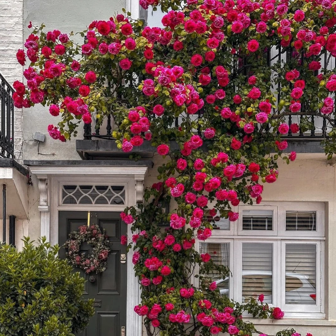 🌹Climbing Rose—Year-Round Blooming