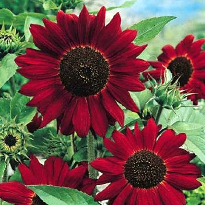 Red Wave Hybrid Sonnenblumenkerne