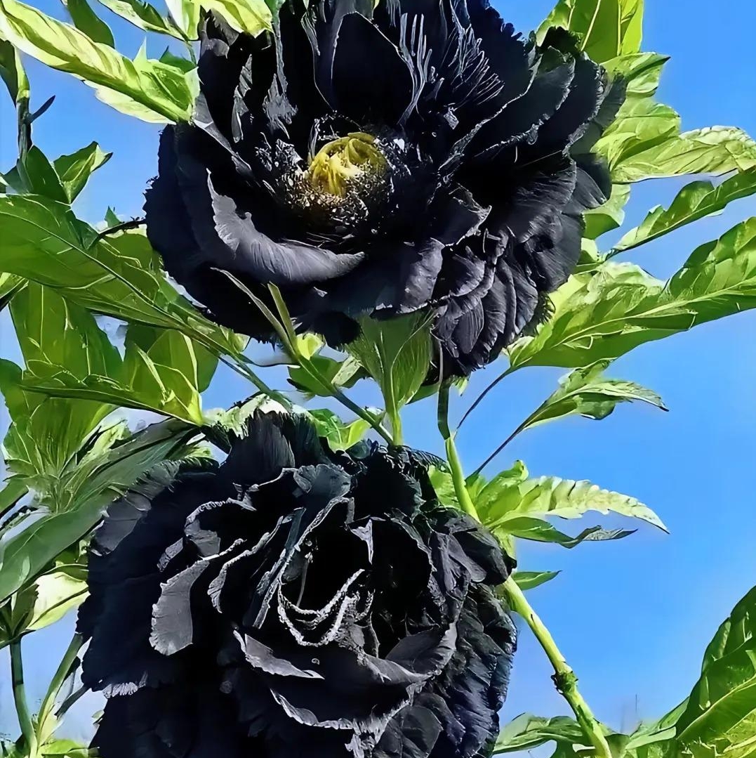 ✨ Pfingstrosensamen mit üppiger Blüte – Kräftige Farben & Hohe Keimfähigkeit!