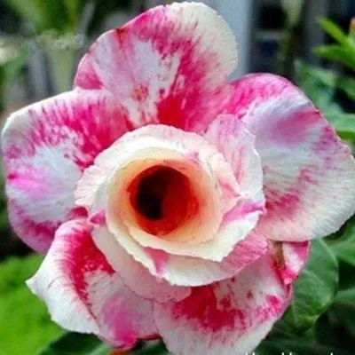 ✨Wüstenrosensamen🌹Hitzebeständig✨