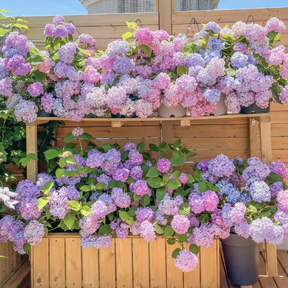 🌸Hortensiensamen – einfach anzubauen