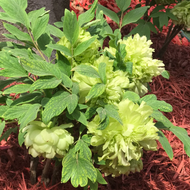 ✨ Pfingstrosensamen mit üppiger Blüte – Kräftige Farben & Hohe Keimfähigkeit!