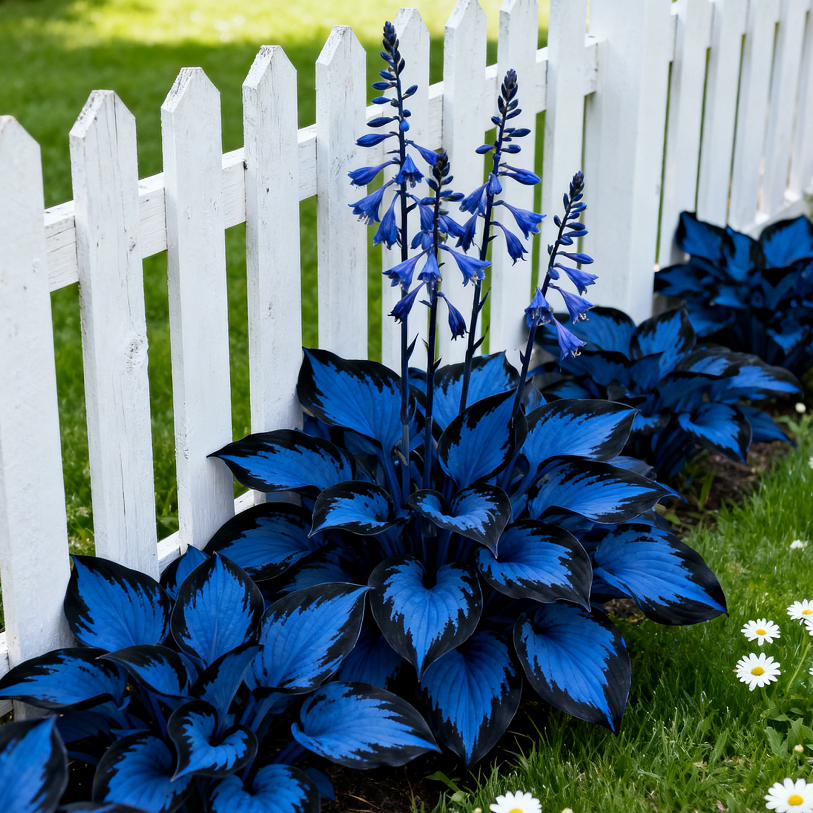 🌹Seltene, farbenfrohe Hosta-Samen