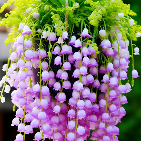 💐Lily of the Valley—Happiness Arrives