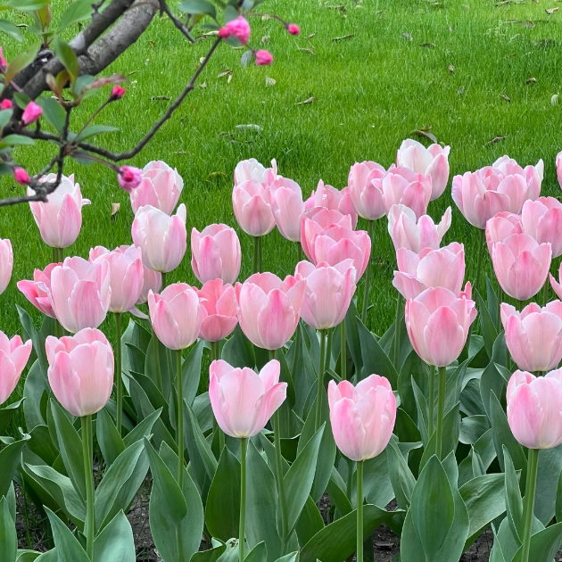 🌷🔥30 % Rabatt am letzten Tag - 🌷Mehrfarbige Tulpenmischung