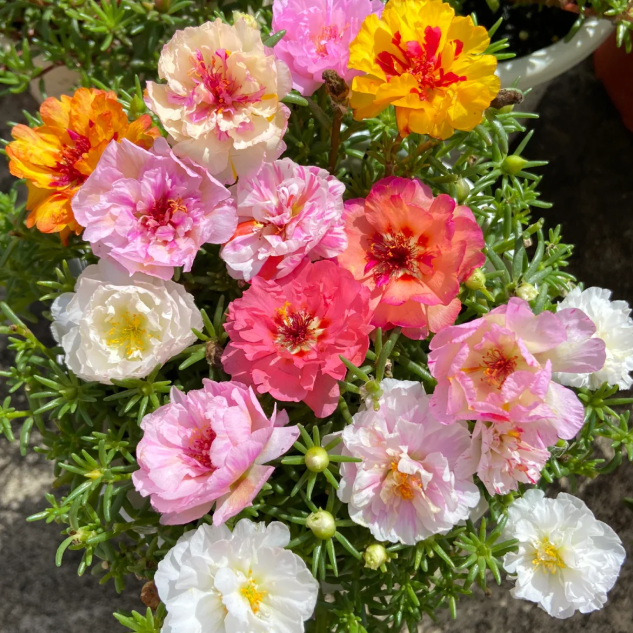 🌹Moosrose – Unsterbliche Blume