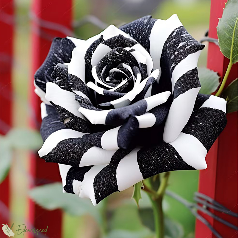 💙BLAUE ZAUBERROSENSAMEN✨