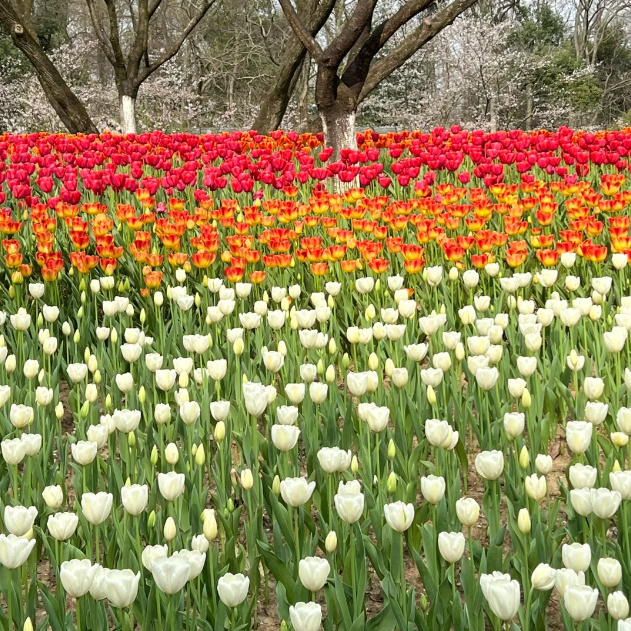 🌷🔥30 % Rabatt am letzten Tag - 🌷Mehrfarbige Tulpenmischung