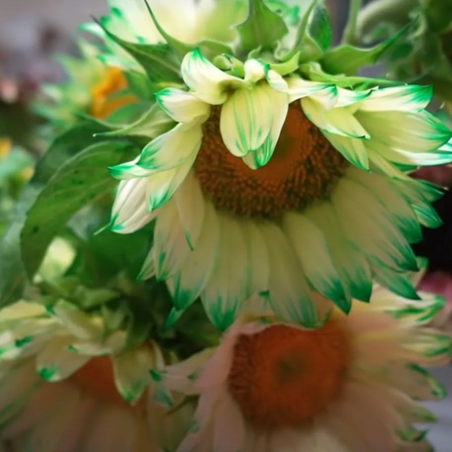 🎉Hot Sell🎉Green Lace Sunflower Seeds🌻💙🌼Twin Red And Green Sunflower Seeds