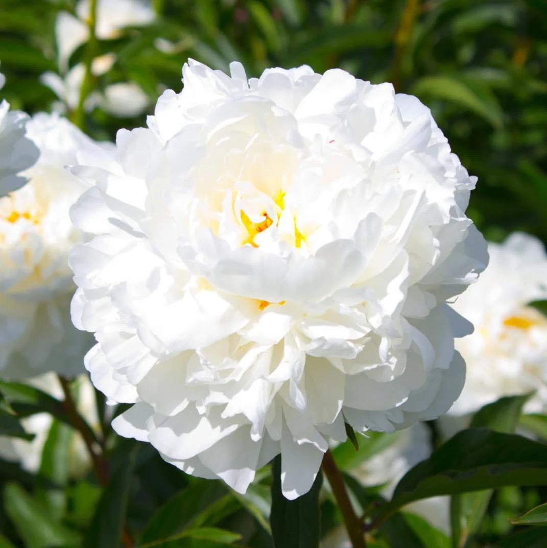 ✨ Pfingstrosensamen mit üppiger Blüte – Kräftige Farben & Hohe Keimfähigkeit!