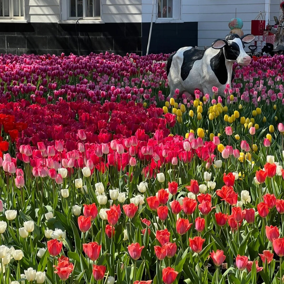 🌷🔥30 % Rabatt am letzten Tag - 🌷Mehrfarbige Tulpenmischung