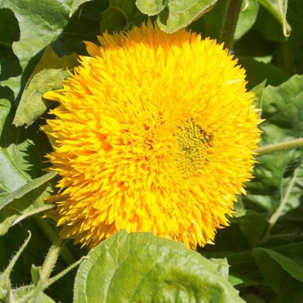 50 Samen Teddybär Sonnenblume