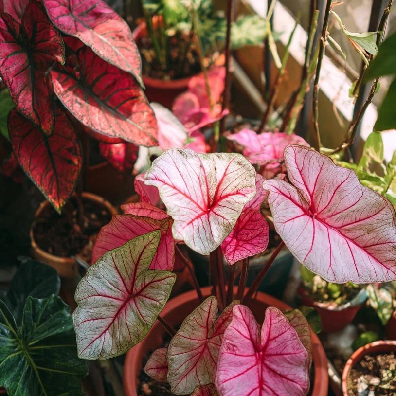 🎁Seltene farbige Buntnessel - 🍃 geeignet für die Pflanzung im Garten und in Innenräumen