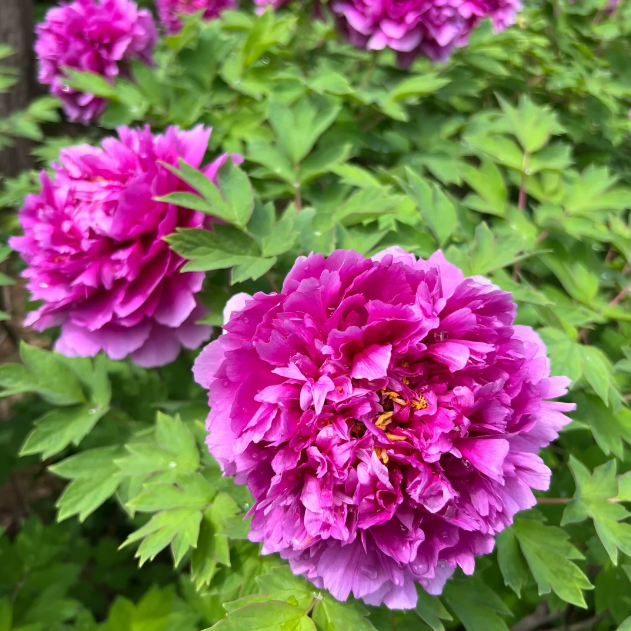 ✨ Pfingstrosensamen mit üppiger Blüte – Kräftige Farben & Hohe Keimfähigkeit!