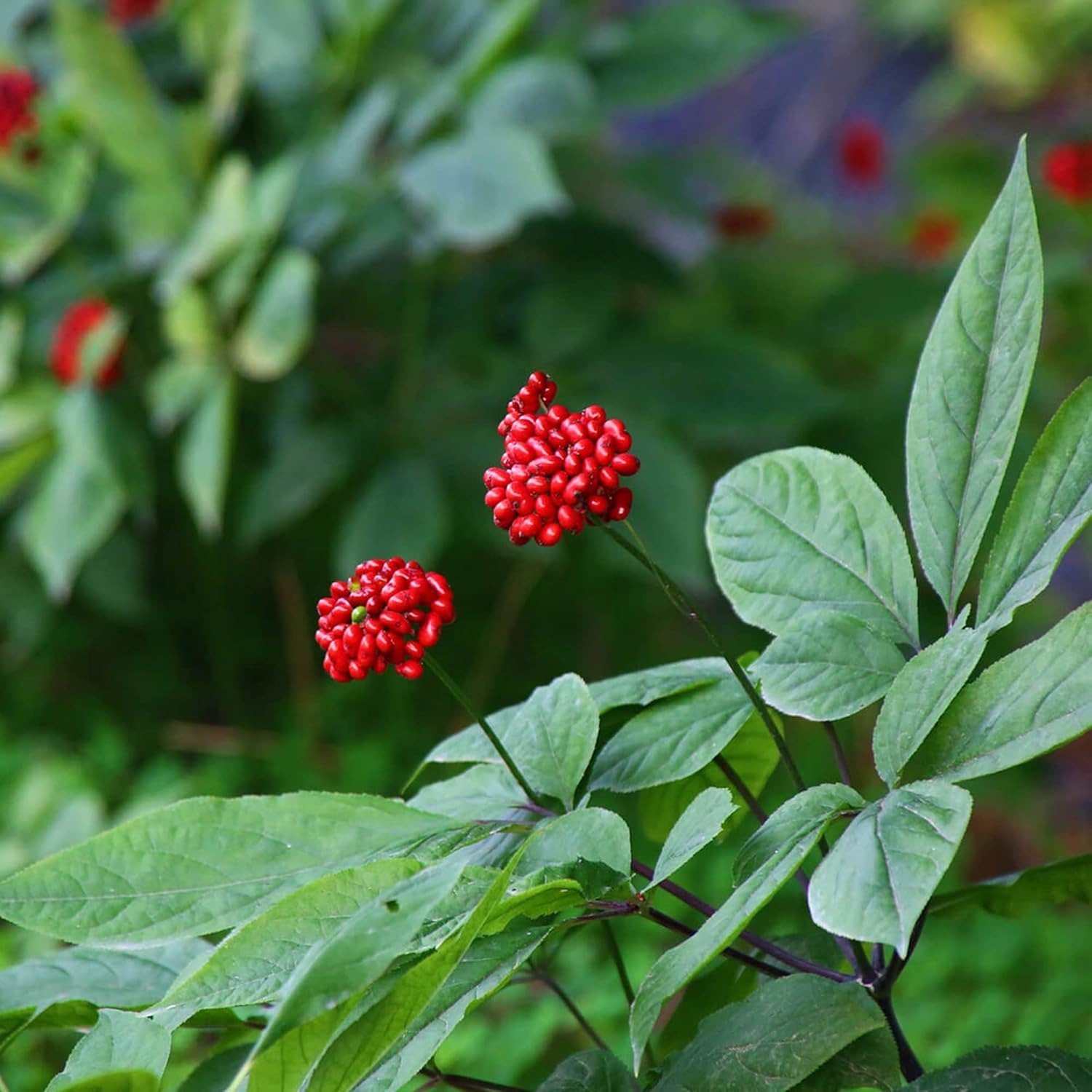 🫚Ginseng seeds - Available for planting in the 2024 winter season!
