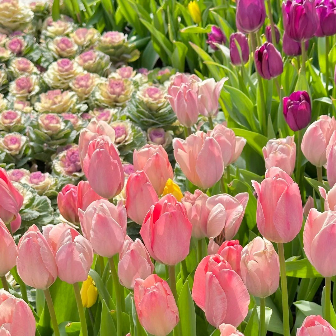 🌷🔥30 % Rabatt am letzten Tag - 🌷Mehrfarbige Tulpenmischung
