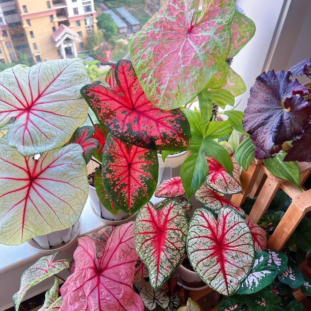 🎁Seltene farbige Buntnessel - 🍃 geeignet für die Pflanzung im Garten und in Innenräumen