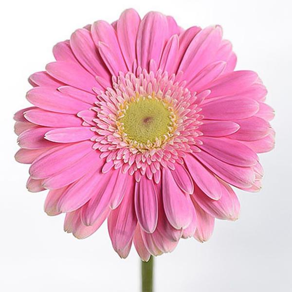 Rosa, doppelte Gerbera-Chrysanthemensamen, Sonnenblumen