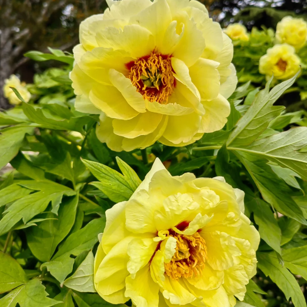 ✨ Pfingstrosensamen mit üppiger Blüte – Kräftige Farben & Hohe Keimfähigkeit!