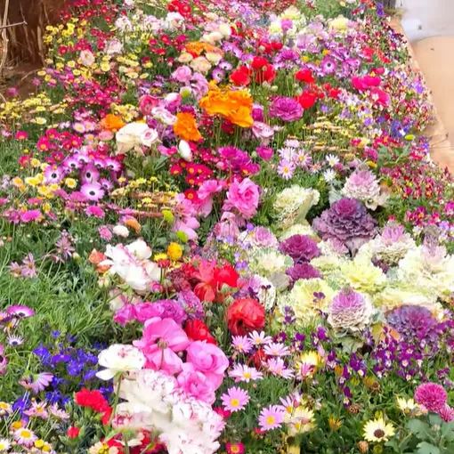 Gemischte saisonal blühende Blumensamen - Pflegeleicht