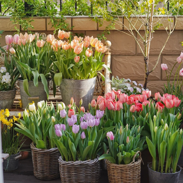 🌷🔥30 % Rabatt am letzten Tag - 🌷Mehrfarbige Tulpenmischung